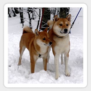 shiba inu group in snow Sticker